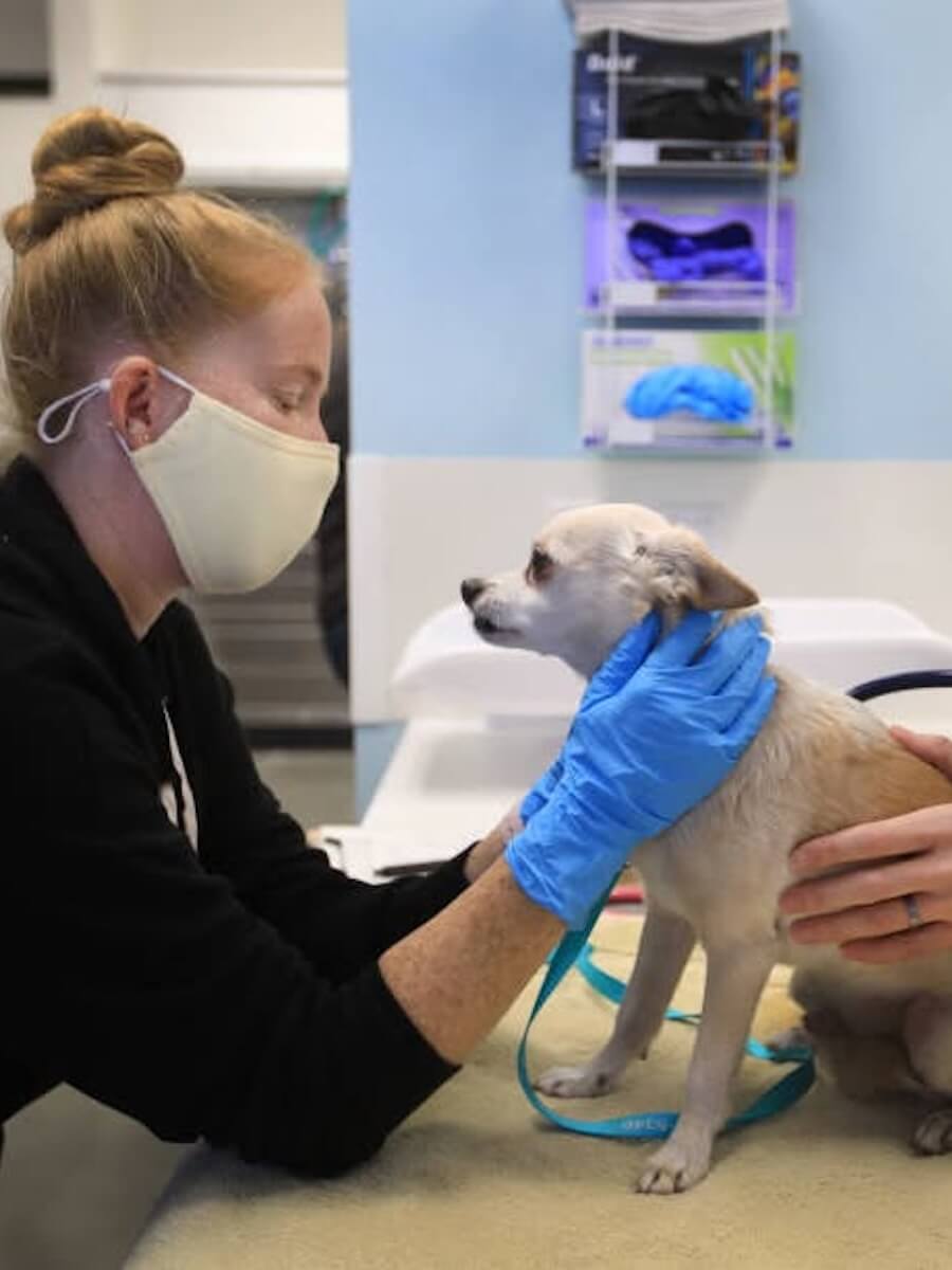 lady at the vet holding a dog