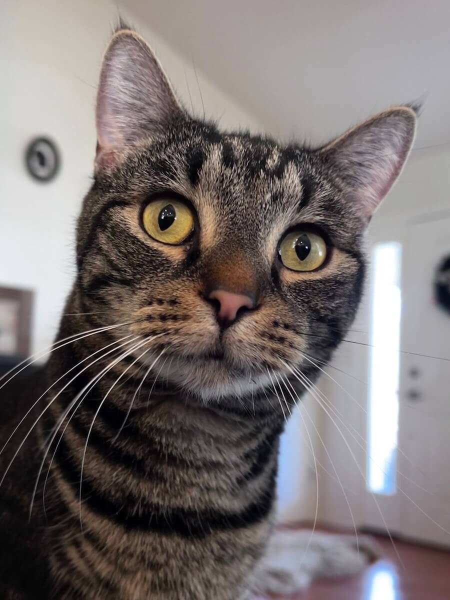 cat checking out the camera man