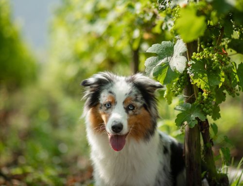 Grape Harvest and Grape Toxicity