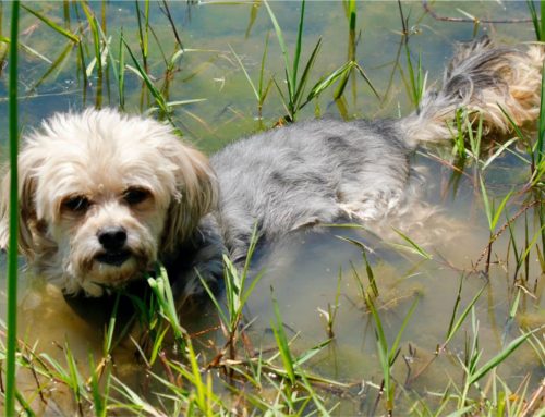 Do I Really Need to Vaccinate My Dog for Leptospirosis?